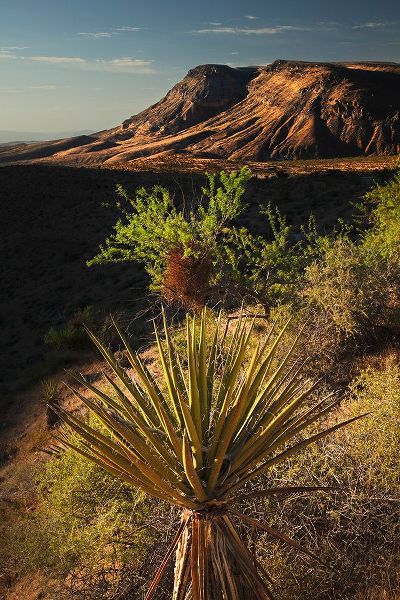 Jones, Adam 아티스트의 Joshua tree-Yucca brevifolia and sunset on red rocks-Valley of Fire State Park-Nevada작품입니다.